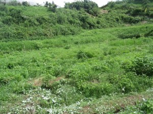 ヒュウガトウキ畑の除草作業